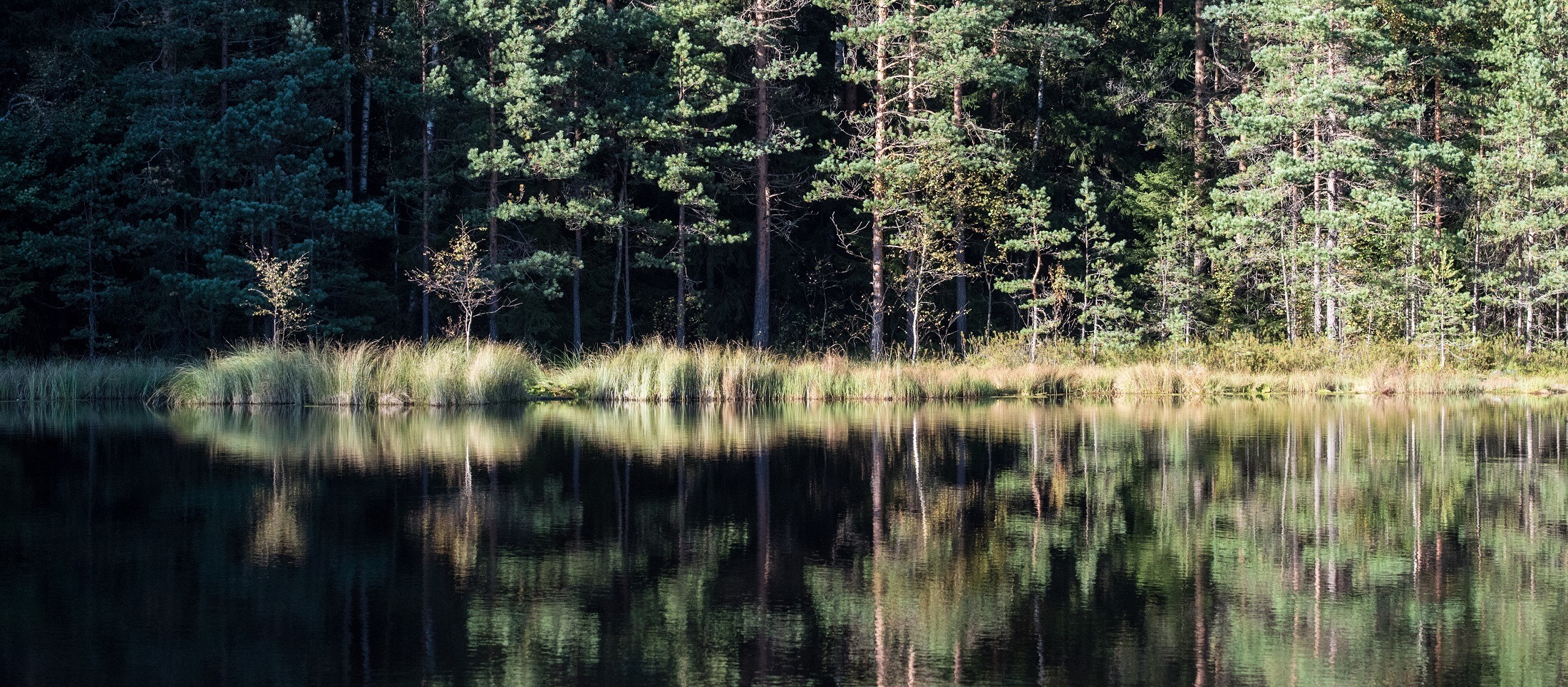 A pond in a forest.