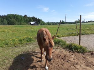 Suomenhevonen Kaskelan kotieläinpihan hevoshaassa.