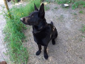 Kessu the dog at Kaskela petting zoo.