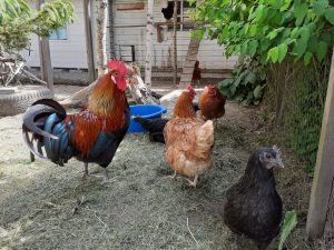 Chicken at the Kaskela petting zoo and Jone Nikula the rooster.