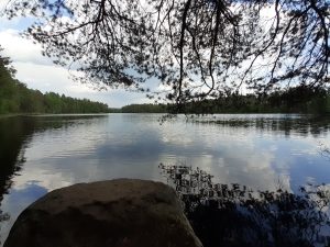 Lake Fiskträsk and a pine tree with image mirroring from the lake.