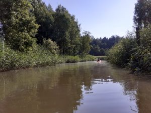 Sibbo ås grönskande växtlighet längs åstranden samt en person i en kajak på väg bortåt.