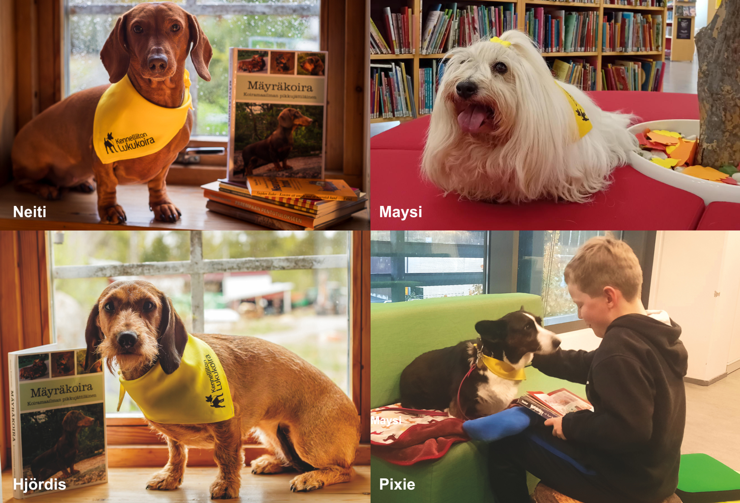På bilden syns bibliotekets läshundar Neiti, Hjördis, Maysi och Pixie.