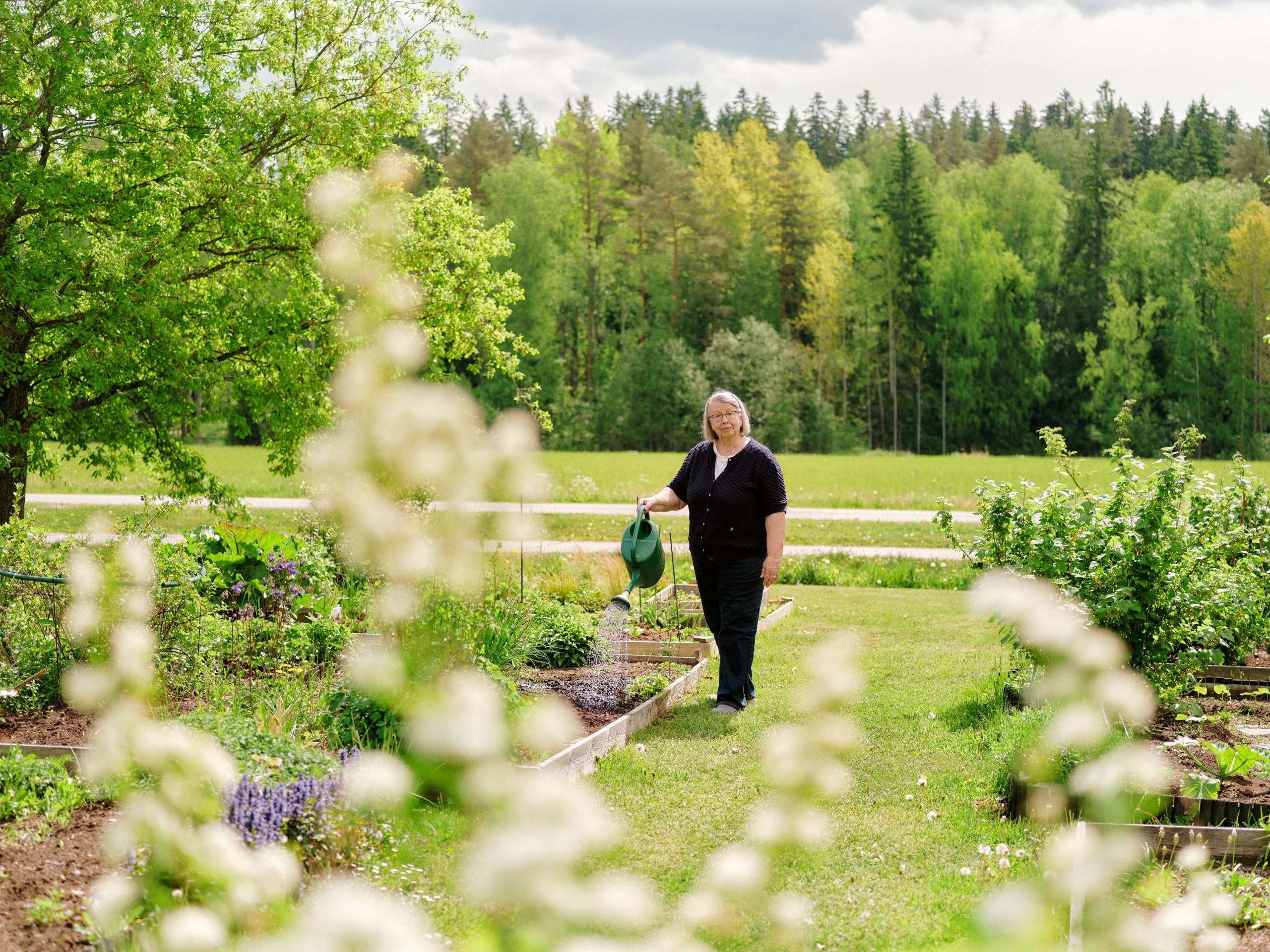 Riitta Nissinen vattnar sin odlingslott.