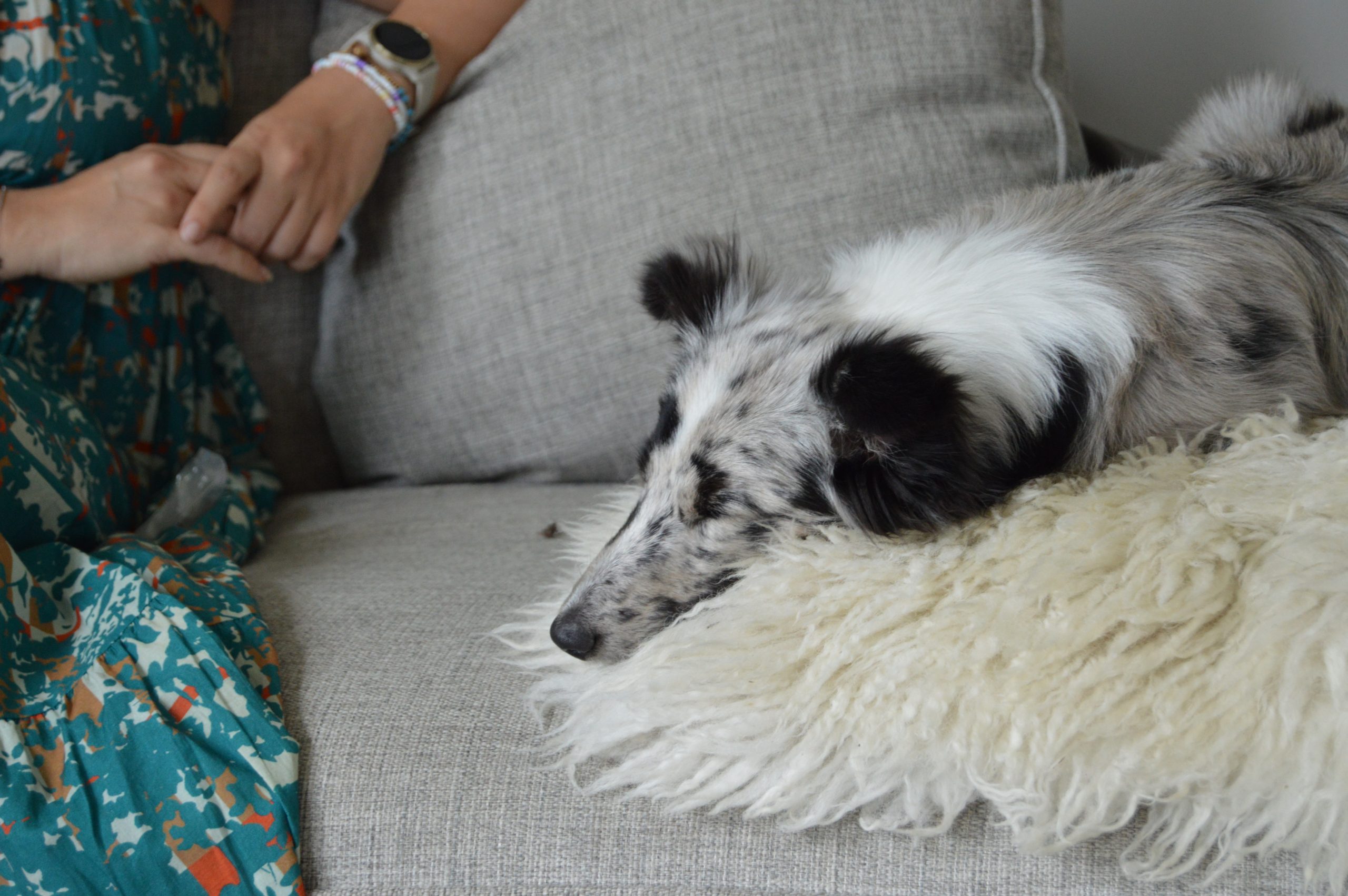 En hund sover på soffan bredvid människan.